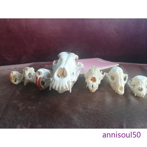 8pcs animal skull bone - 8pcs,