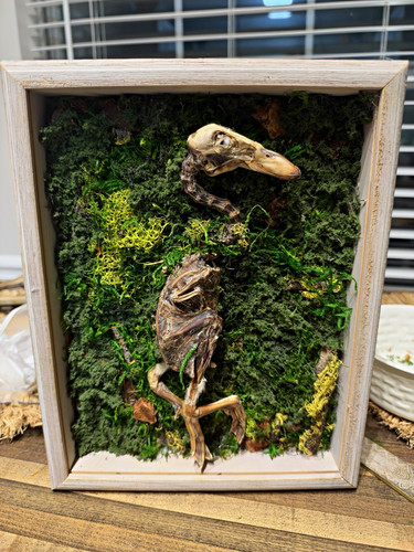 Bird bones framed - bird,