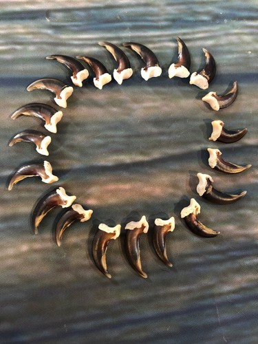 Real coyote claws - toes, bone
