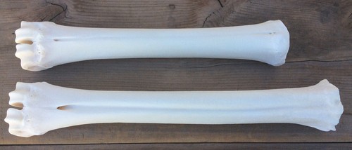 Elk leg bones - leg,