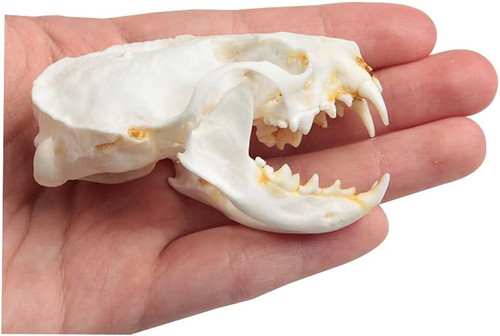 1pcs mink skulls skull - skulls,